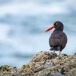 A Backward Glance (Oyster catcher) by Bob Kroll